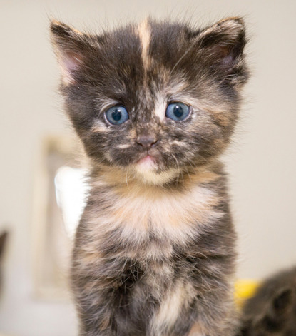 tortie kitten