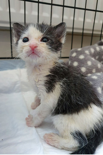 black-and-white kitten in cat basket