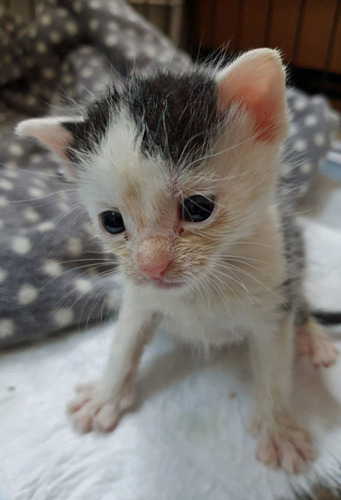 black-and-white kitten