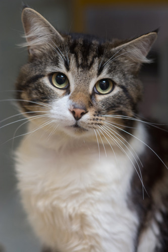 tabby and white cat