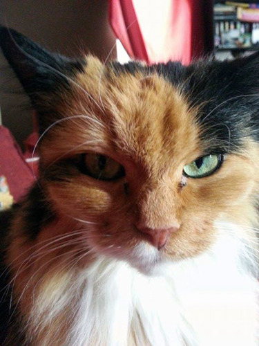 tortoiseshell cat with green eyes