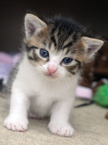 tabby kitten