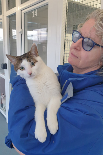 Cats Protection volunteer holding tabby and white cat