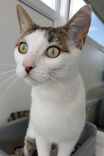 tabby and white cat