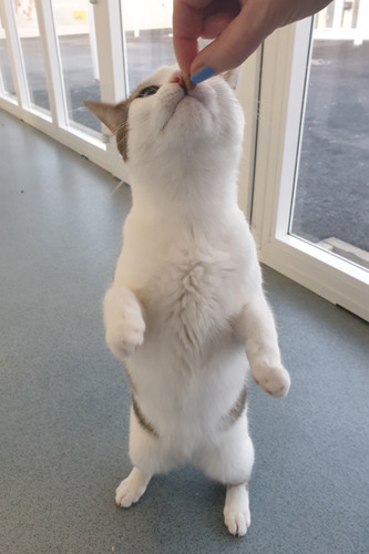 tabby and white cat sniffing cat biscuit