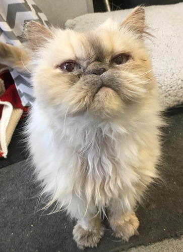 grey and white Persian cat with flat face