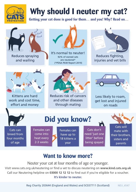 neuter cat infographic