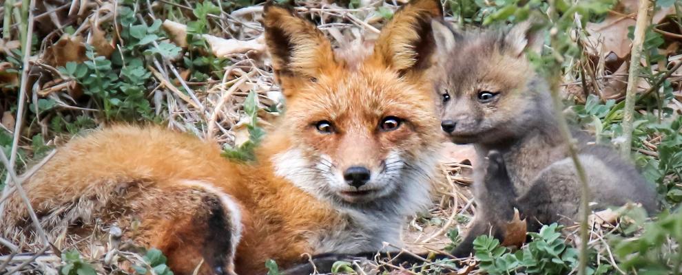 Grown fox and baby fox in woods