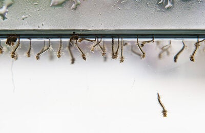 Mosquito Larvae