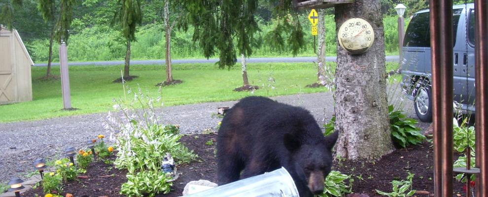 Bear with trash can