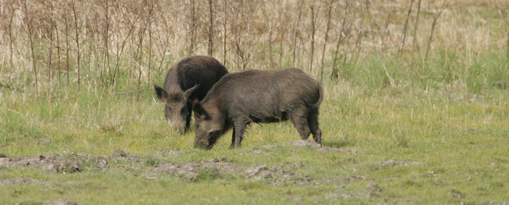 Boars in field