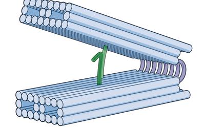 DNA hinge thumbnail