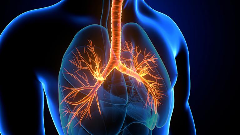 3D illustration of human lungs anatomy emphasizing the trachea and bronchi