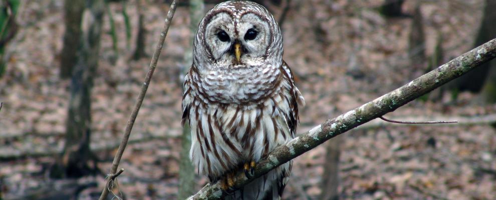 barred owl