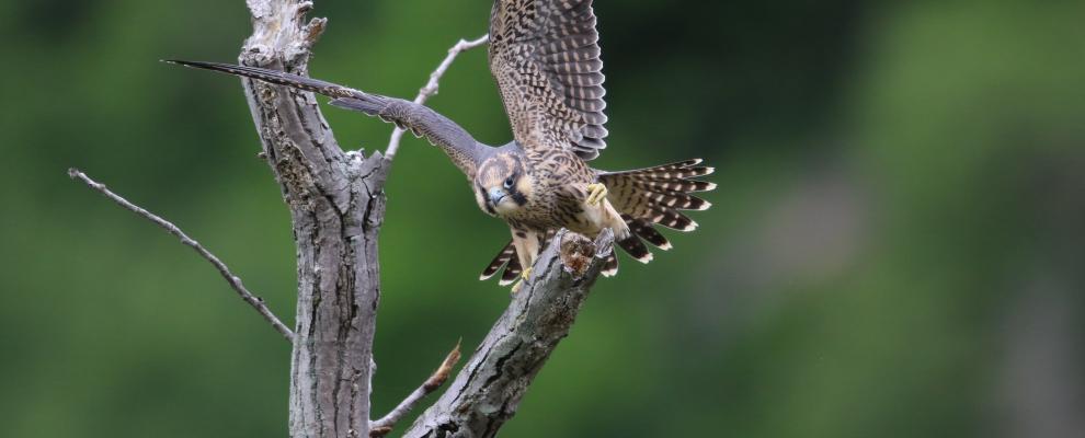 Peregrine falcon in tree