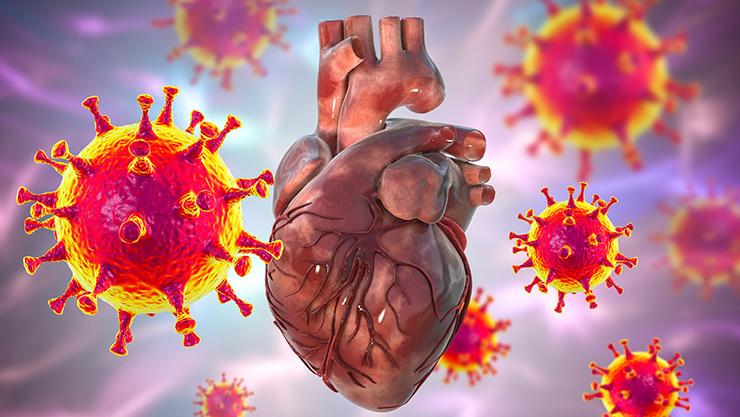 Conceptual 3D image shows COVID-19 viruses affecting the cardiovascular system, including the heart.