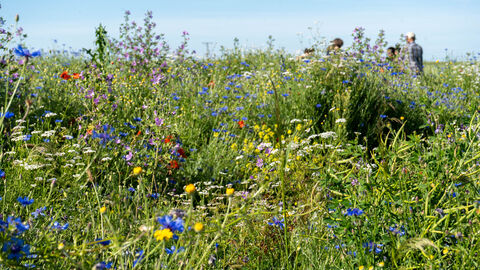 Verschiedene Blumen blühen auf einem Feld