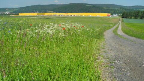 Auf dem Bild sieht man eine blühende Wiese, im Hintergrund leuchtet ein gelbes Logisitikzentrum der DHL. Dahinter erscheint eine bewaldete Hügellandschaft. Rechts im Bild verläuft ein Weg.