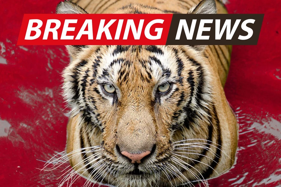 UPDATE: Escaped Mexican Bengal Tiger Crosses Border, Now in Texas