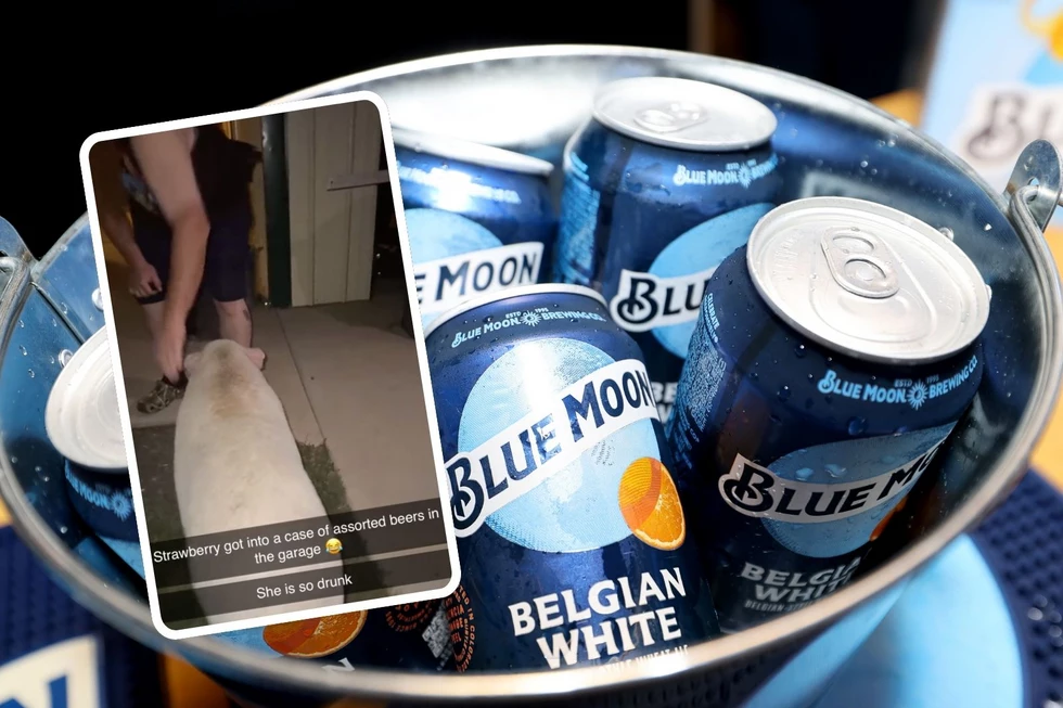 Pet Pig Found Drunk After Sneaking a 12-Pack [Watch]