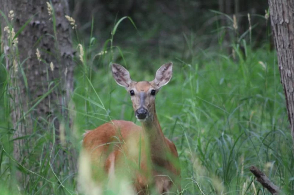 Everything MN Deer Hunters Need to Know for the Opener