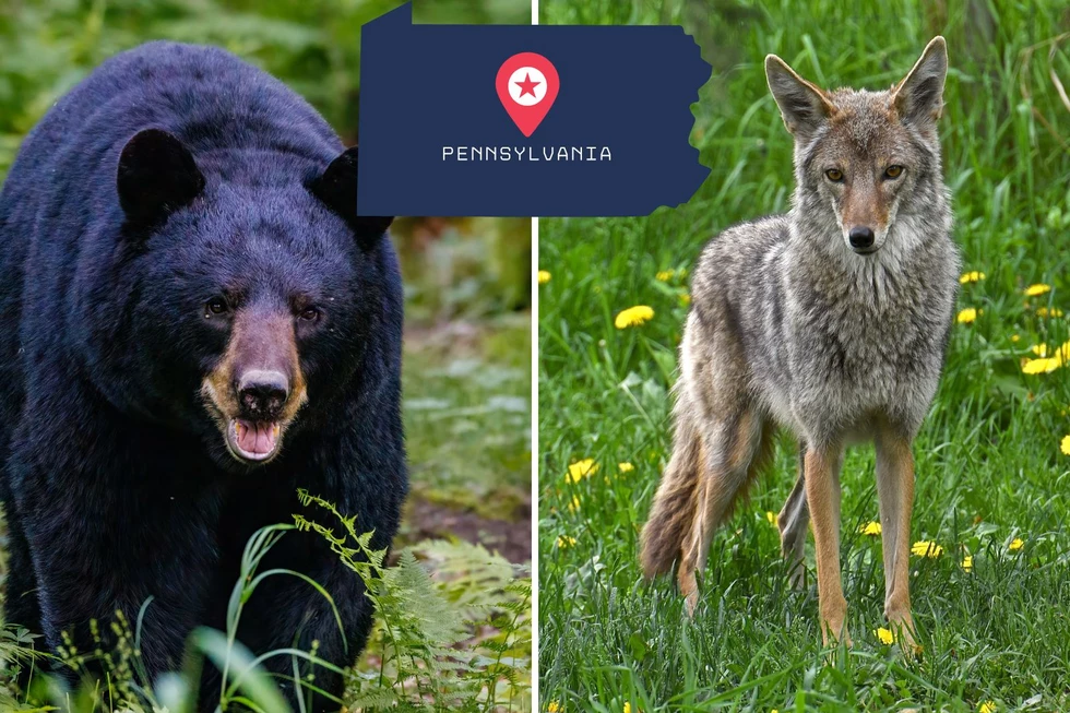 Exploring PA? Watch Out for These 10 Dangerous Animals!