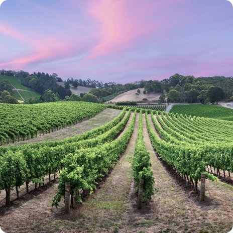 South Australian Vineyard