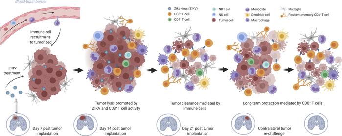 graphical abstract