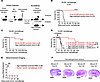 CD8+ T cells are required for ZIKV efficacy in mice during rechallenge.