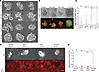 shRNA-mediated attenuation of wild-type p53 does not induce phenotypes asso