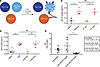 Immune-mediated clearance of HIV+ CD4+ T cells following HIV reactivation a