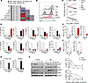 In vitro characterization of CD4+ and CD8+ T cells redirected with SS1-CARs