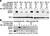 Attenuated phosphorylation of ERK1 and ERK2 in chronically immune-activated