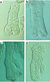 (a and b) Examples of “spontaneous” crypt fission (bifurcation) in normal a