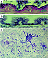 (a and b) Four-week-old grafts of colonic epithelium derived from isolated