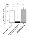 Numbers of VacA-vacuolated cells in HeLa cells transiently transfected with