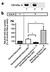 Effect of stable transfection of wild-type or dominant-negative dynamin-1 o