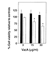 Prevention of VacA cytopathic effects on cell viability by stable transfect