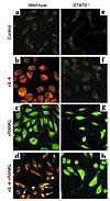 IL-4 and RANKL induce endogenous STAT6 and NF-κB interaction. Macrophages w