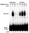 STAT6 is required for IL-4 inhibition of NF-κB activation. Nuclear extracts