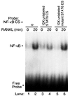 STAT6 consensus sequence inhibits NF-κB DNA-binding activity. Nuclear extra