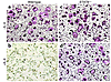 Endogenous STAT6 is required for IL-4 inhibition of osteoclastogenesis in v