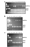 Expression profile of the tTA and MMP-13* RNA by RT-PCR. (a) Amplification