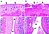 Photomicrographs of sagittal sections of the hind knee joint stained with H