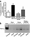 Effect of stroke in cd39+/+ mice with or without solCD39 or aspirin therapy