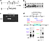 Generation of cd39–/– mice by homologous recombination. A gene targeting ve