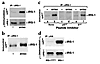 Anisomycin stimulates phosphorylation of IRS-1 on Ser307. (a and b) CHO (a)