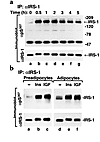 Insulin and IGF-1 stimulate phosphorylation of IRS-1 on Ser307 in both 3T3-