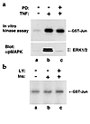 Kinase(s) other than JNK phosphorylate Ser307 in IRS-1. (a) The 3T3-L1 prea