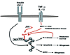 Models for the function of Ser307 phosphorylation. Upon insulin stimulation